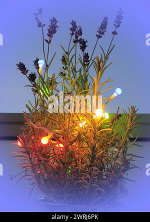 Lavendel (Lavandula), mit Feenlicht und Bokeh, Nordrhein-Westfalen, Deutschland Stockfoto