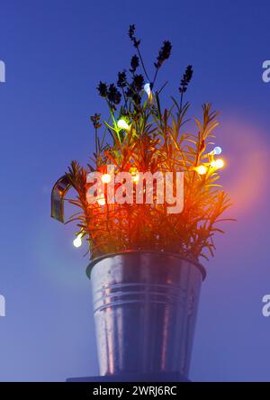 Lavendel (Lavandula), mit Feenlicht und Bokeh, Nordrhein-Westfalen, Deutschland Stockfoto