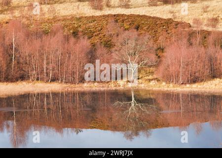 Rötliche Birken, die mit Moos bewachsen sind, spiegeln sich im Wasser eines mit Eisschollen bedeckten Löchs wider, im Winter in den schottischen Highlands bei Contin Stockfoto