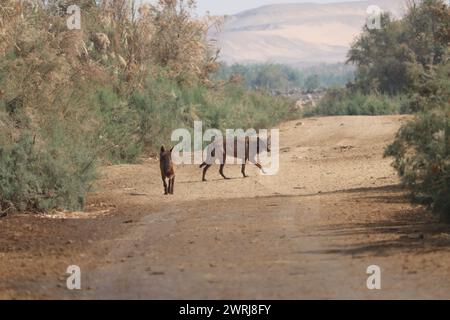 Zwei hybride ägyptische Wölfe in der Wildnis Stockfoto