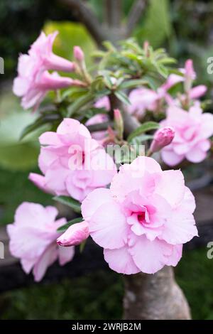 Hellrosa Adenium-Blüten, die süß aussehen. Süßes Rosa. Rosafarbener Adeniumbaum. Stockfoto