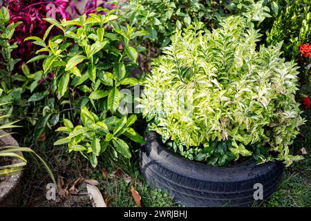 Wir können die Altreifen unserer Autos verwenden, um Pflanzen und Blumen darin anzubauen, um die Schönheit zu erhöhen. Stockfoto