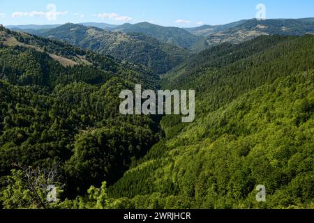 Bergwald im Izubra-Tal im Naturpark Golija, Südwesten Serbiens Stockfoto