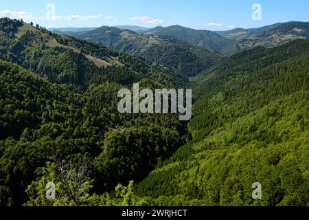 Bergwald im Izubra-Tal im Naturpark Golija, Südwesten Serbiens Stockfoto