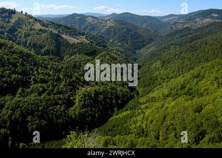 Bergwald im Izubra-Tal im Naturpark Golija, Südwesten Serbiens Stockfoto