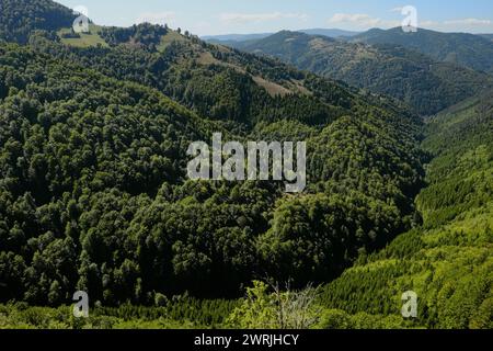 Bergwald im Izubra-Tal im Naturpark Golija, Südwesten Serbiens Stockfoto