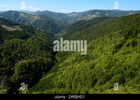 Bergwald im Izubra-Tal im Naturpark Golija, Südwesten Serbiens Stockfoto