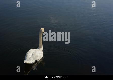 Einzelner stummgeschwänner Cygnus olor, der in blauem Wasser mit Kopierraum davonpaddelt Stockfoto