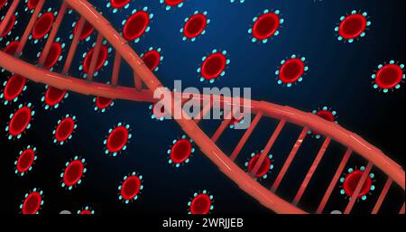 Bild der dna über roten Blutkörperchen auf blauem Hintergrund Stockfoto