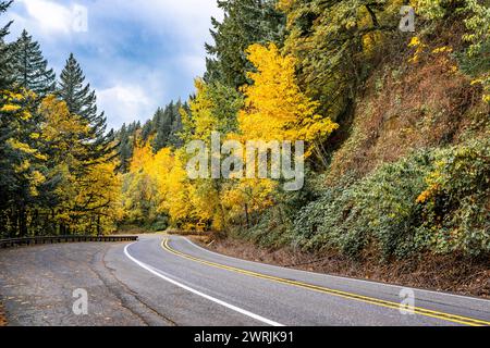 Landschaft mit einer wunderschönen, verwinkelten, engen Straße, die durch einen Herbstwald mit vergilbten Bäumen und gefallenen Kiefernnadeln in der Columbia Gorge National führt Stockfoto