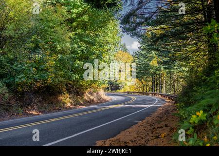 Landschaft mit einer wunderschönen, verwinkelten, engen Straße, die durch einen Herbstwald mit vergilbten Bäumen und gefallenen Kiefernnadeln in der Columbia Gorge National führt Stockfoto