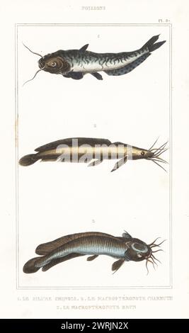 Chinesische Welse Art 1, afrikanischer Spitzzahn-Wels, Clarias gariepinus 2 und wandelnder Wels, Clarias batrachus 3. Le silure chinois, Silurus sinensis, le macropteronote charmuth, Macropteronotus charmuth, le macropteronote brun, Heterobranchus batrachus. Handkolorierter Stippelstich von Frédéric Cazenave und anderen von Le Comte de la Cépède Oeuvres du comte de Lacépède, comprenant l’histoire naturelle des Poissons, Paris, um 1850. Die nicht akkreditierten Illustrationen wurden aus Originalen von Jacques de Seve, Marcus Bloch, Robert Benard, Jean-Gabriel Pretre usw. kopiert Stockfoto