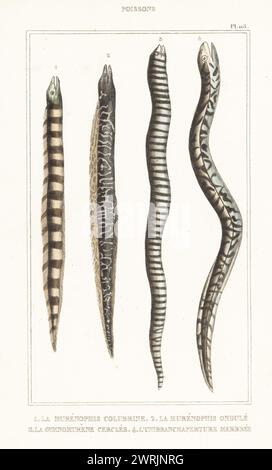 Bänderschlangenaal, Myrichthys colubrinus 1, wellige Muräne, Gymnothorax undulatus 2, Zebramuräne, Gymnomuraena Zebra 3 und Marmorierter Sumpfaal, Synbranchus marmoratus 4. Le murenophis colubrin, le murenophis ondule, le gymnomurene Cerclee, l'unibranchaperture Marmor. Handkolorierter Stippelstich von Frédéric Cazenave und anderen von Le Comte de la Cépède Oeuvres du comte de Lacépède, comprenant l’histoire naturelle des Poissons, Paris, um 1850. Die nicht akkreditierten Illustrationen wurden aus Originalen von Jacques de Seve, Marcus Bloch, Robert Benard, Jean-Gabriel Pretre usw. kopiert Stockfoto