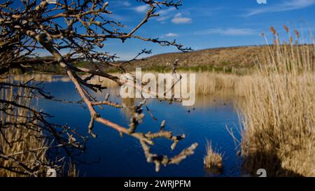 Ankara Eymir See. Blick auf den See mit Schilf. Wolken, die von der Seenoberfläche reflektiert werden. Blick auf den blauen Himmel und den See. Trockene Äste und See. Stockfoto