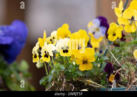 Hängekorb voller Frühlingsbratschen, Blumen. Leuchtend gelbe und lila Blumen. Neues Wachstum im Garten Stockfoto