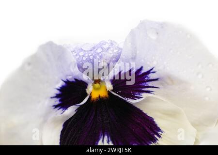 Weißes Winterstiefmütterchen, Bratschenblüte. Wassertropfen auf Blütenblatt während des Regens. Frühlingsblume mit nassen Blütenblättern. Botanische Textur. Stockfoto