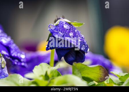 Winterstiefmütterchenblüte. Wassertropfen auf Blütenblatt während des Regens. Frühlingsblume mit nassen Blütenblättern. Botanische Textur. Stockfoto