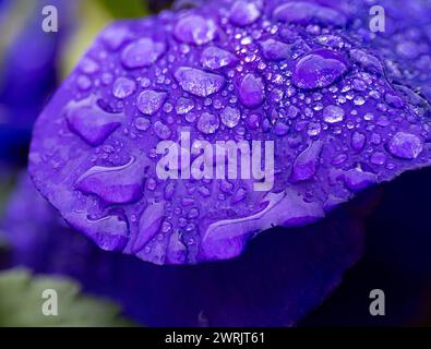 Winterstiefmütterchenblüte. Wassertropfen auf Blütenblatt während des Regens. Frühlingsblume mit nassen Blütenblättern. Botanische Textur. Stockfoto