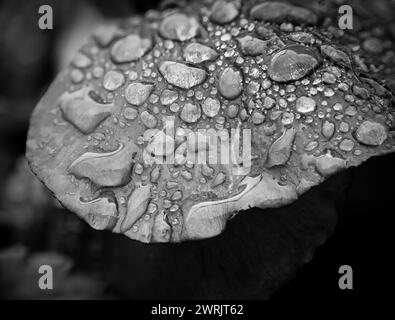 Schwarz-weiß. Winterstiefmütterchenblüte. Wassertropfen auf Blütenblatt während des Regens. Frühlingsblume mit nassen Blütenblättern. Botanische Textur. Stockfoto