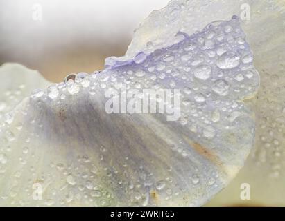 Weiße Winterstiefmütterchenblüte. Wassertropfen auf Blütenblatt während des Regens. Frühlingsblume mit nassen Blütenblättern. Botanische Textur. Stockfoto