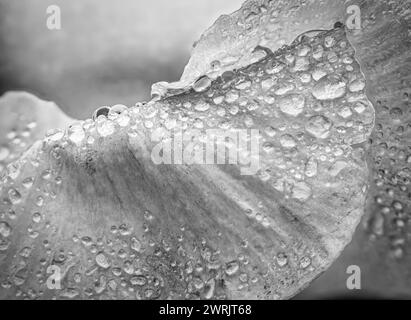 Schwarz-weiß. Winterstiefmütterchenblüte. Wassertropfen auf Blütenblatt während des Regens. Frühlingsblume mit nassen Blütenblättern. Botanische Textur. Stockfoto