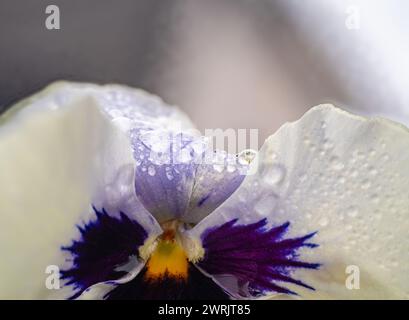 Weißes Winterstiefmütterchen, Bratschenblüte. Wassertropfen auf Blütenblatt während des Regens. Frühlingsblume mit nassen Blütenblättern. Botanische Textur. Stockfoto