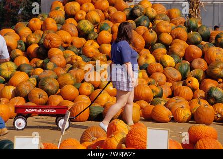 usa New england, die Landwirtschaftsfarm, die halloween bettelt Stockfoto