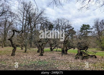 Die weinenden japanischen Pagoden Anfang März, bevor sie Blätter entwickeln, Szarvas Arboretum, Ungarn Stockfoto