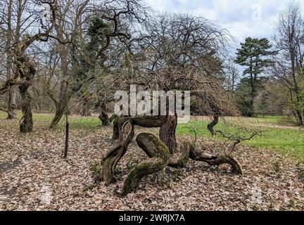 Die weinenden japanischen Pagoden Anfang März, bevor sie Blätter entwickeln, Szarvas Arboretum, Ungarn Stockfoto