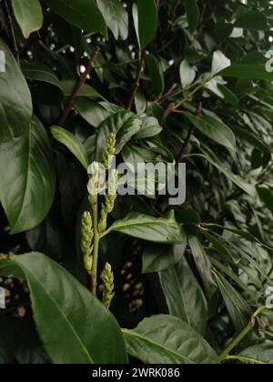 Nahaufnahme einer Pflanze mit leuchtend grünen Blättern. Ideal für Hintergrundbilder oder Hintergrundbilder, mobile Fotos, vertikal Stockfoto