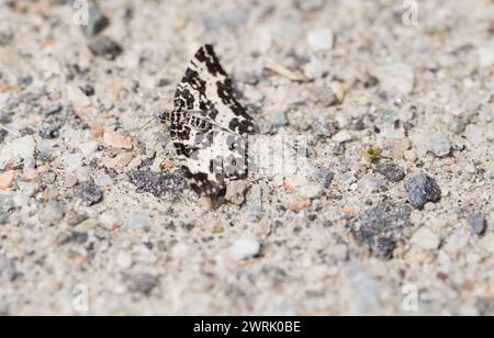 Argent- und Sable-Motten (Rheumaptera hastata) Stockfoto
