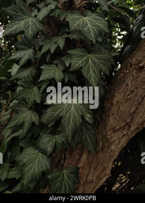 Detaillierte Ansicht eines Baumes mit seinen üppig grünen Efeblättern aus nächster Nähe, erfasst in Vysehrad Stockfoto