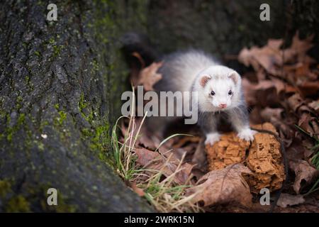 Frettchen genießen Spaziergänge und Erkundung der Baumlöcher im Winterpark Stockfoto