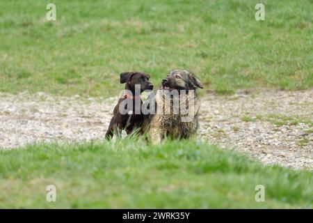 Ein Blue Lacy und Shar Dogs, die auf einem Feld herumtoben Stockfoto