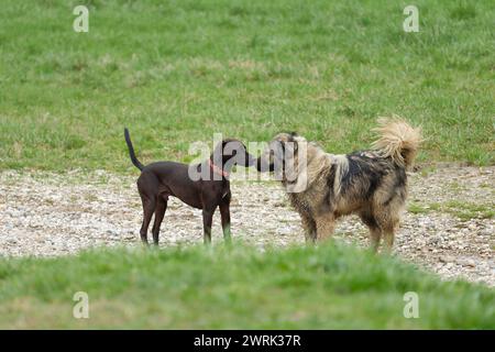 Ein Blue Lacy und Shar Dogs, die auf einem Feld herumtoben Stockfoto