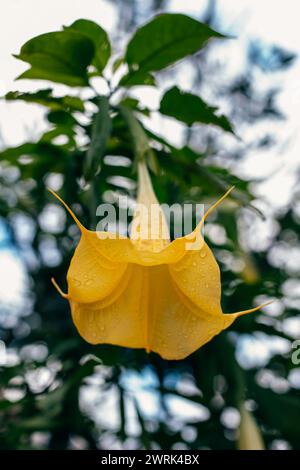 Schöne gelbe Datura Blume (Brugmansia aurea), die goldene Engeltrompete in einem Garten.Nahaufnahme. Stockfoto