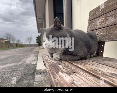 Eine graue und weiße Hauskatze liegt bequem auf einer Holzbank und entspannt sich in ungezwungener Weise. Stockfoto