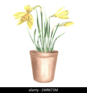 Gelbe Narzissen in Ton Blumentopf gebunden mit Band und Tag. Isolierte Hand gezeichnete Aquarell Illustration Frühling Narzisse Blumen Zeichnung Vorlage für Stockfoto