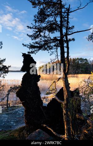RUHIGE SZENE, OSTSEE-ARCHIPEL, WASSERRAND, NATURSCHUTZGEBIET: Ein toter Baum sieht aus wie eine riesige Seepferdchen-Skulptur. Malerische Ausblicke vom öffentlichen Naturschutzgebiet Stornäset nahe Kastelholm auf Åland. Die Åland-Inseln liegen in der Ostsee vor der Südwestküste Finnlands. Åland ist eine autonome, entmilitarisierte, schwedischsprachige Region Finnlands. Der Åland-Archipel besteht aus mehr als 6.700 Inseln, aber die Bevölkerung von über 30.000 lebt auf nur 60 Inseln. Stockfoto
