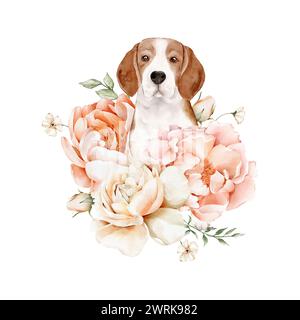 Wasserfarben-Beagle-Hund sitzt zwischen Pfingstrosen- und Rosenblumen. Ein niedliches, handgezeichnetes Haustier. Isoliertes Clipart für Design-Postkarten, Verpackungen, Poster, Stockfoto