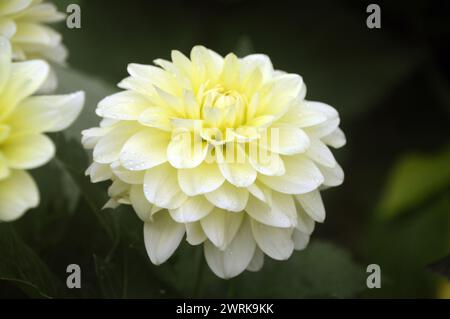 Blassgelbe Dahlia „Melody Lemon“ Blume, die bei RHS Garden Harlow Carr, Harrogate, Yorkshire, England, Großbritannien angebaut wird. Stockfoto