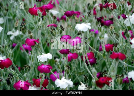 Eine Grenze von Pink Lychnis Coronaria & White Alba' (Rose Campion) Blumen, die bei RHS Garden Harlow Carr, Harrogate, Yorkshire, England, Großbritannien angebaut werden. Stockfoto