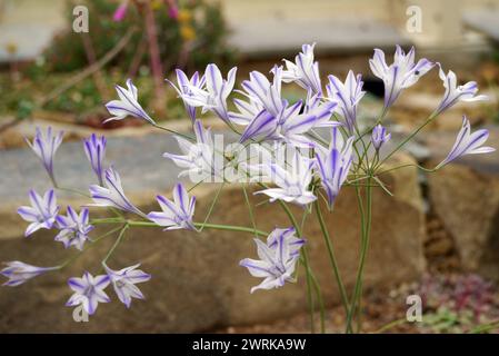 Blau/weiße Triteleia laxa „Foxy“ (Triplett Lily) Sternenblume, die im Alpenhaus im RHS Garden Harlow Carr, Harrogate, Yorkshire, England angebaut wird. Stockfoto