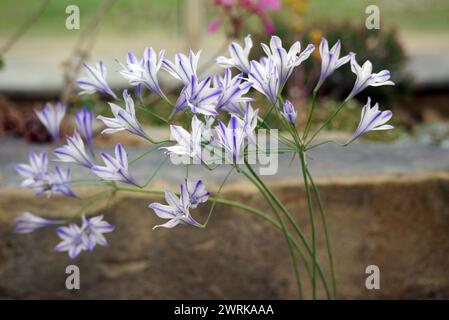 Blau/weiße Triteleia laxa „Foxy“ (Triplett Lily) Sternenblume, die im Alpenhaus im RHS Garden Harlow Carr, Harrogate, Yorkshire, England angebaut wird. Stockfoto