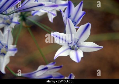 Blau/weiße Triteleia laxa „Foxy“ (Triplett Lily) Sternenblume, die im Alpenhaus im RHS Garden Harlow Carr, Harrogate, Yorkshire, England angebaut wird. Stockfoto