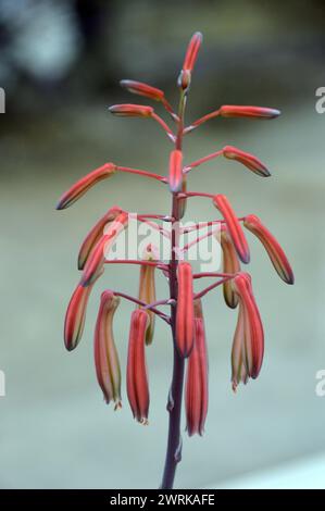 Orange/Red Lace Aloe (Aristaloe Aristata) „Fackelpflanze“, angebaut im Alpine House bei RHS Garden Harlow Carr, Harrogate, Yorkshire, England, Vereinigtes Königreich. Stockfoto