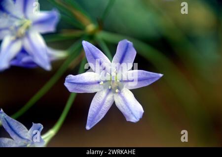 Blau/weiße Triteleia laxa „Foxy“ (Triplett Lily) Sternenblume, die im Alpenhaus im RHS Garden Harlow Carr, Harrogate, Yorkshire, England angebaut wird. Stockfoto