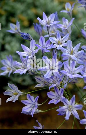 Blau/weiße Triteleia laxa „Foxy“ (Triplett Lily) Sternenblume, die im Alpenhaus im RHS Garden Harlow Carr, Harrogate, Yorkshire, England angebaut wird. Stockfoto