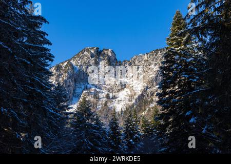 Sommet de la Dent de l’Ours à travers les sapins en hiver à Saint-Pierre-d’Entremont au cœur du parc naturel régional de Chartreuse Stockfoto