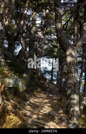 Chemin forestier autour du PIC de Lizieux dans le Velay Stockfoto